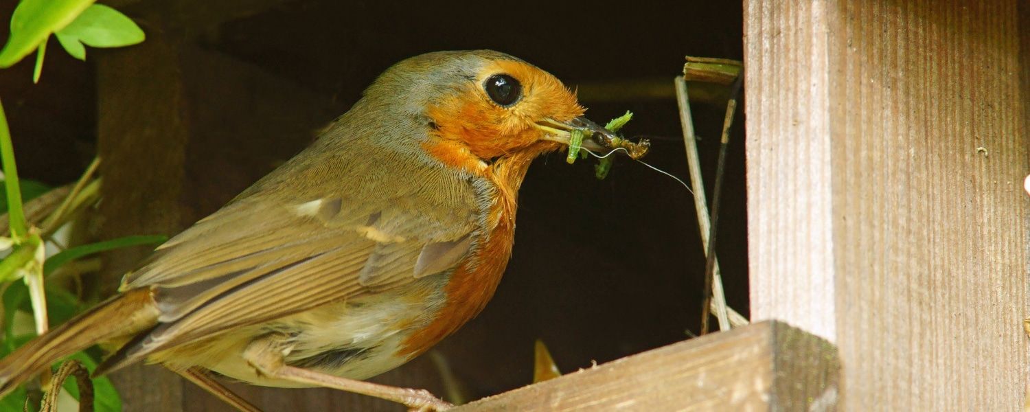 Tips voor een vogelvriendelijke tuin