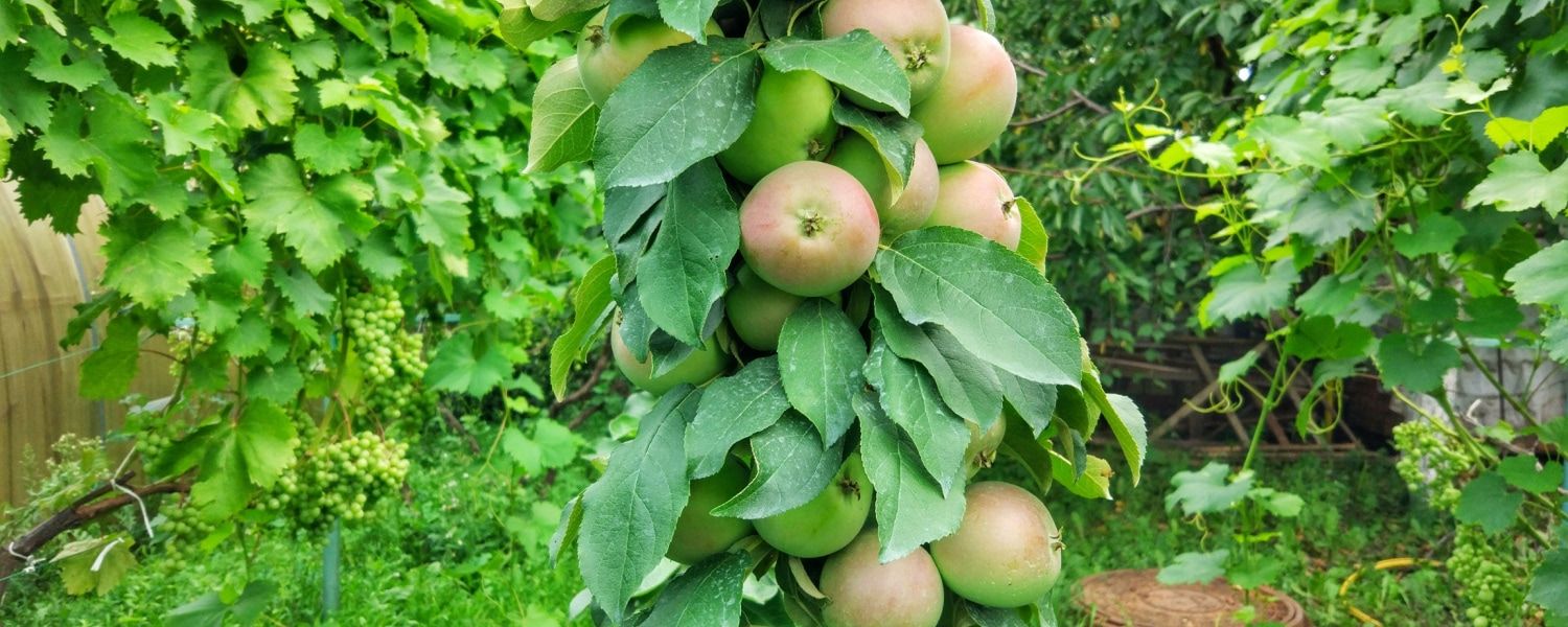 Columnar fruit: an orchard on your balcony