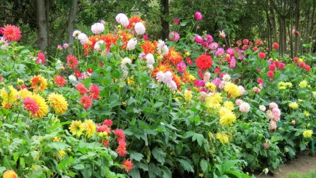 border met dahlia’s