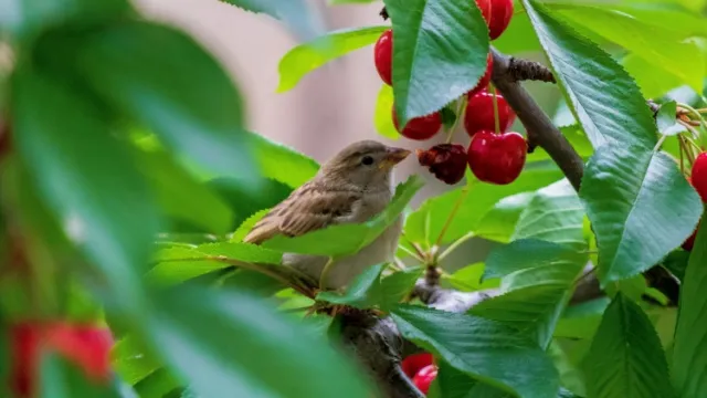 mus in kersenboom