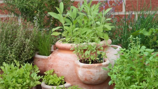 Herbs in pots