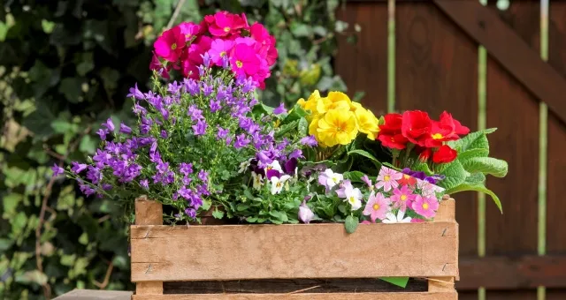 flowering plants in a container