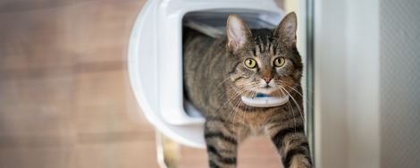 Installing a Dog or Cat Flap Yourself