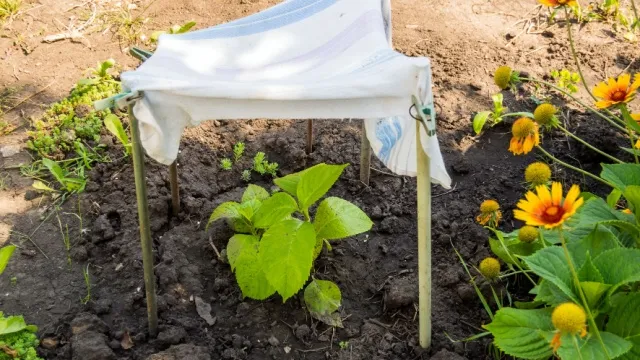 young plant protected from su with cloth