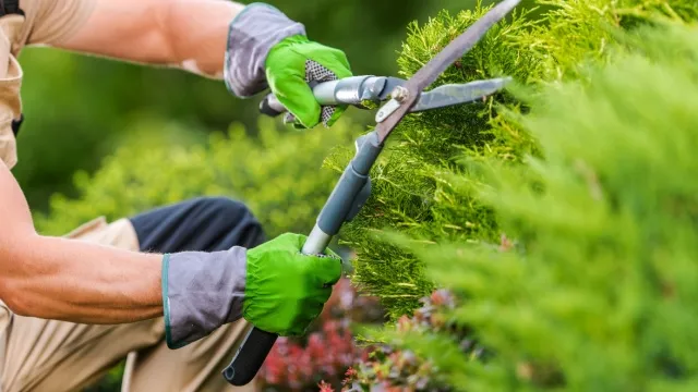 man is pruning bush