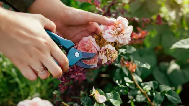 woman pruning wilted roses