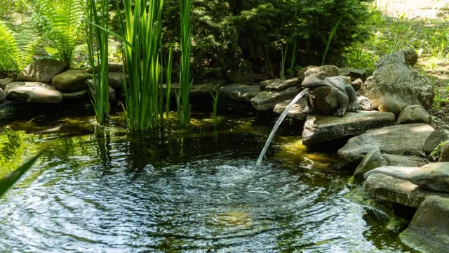 garden pond