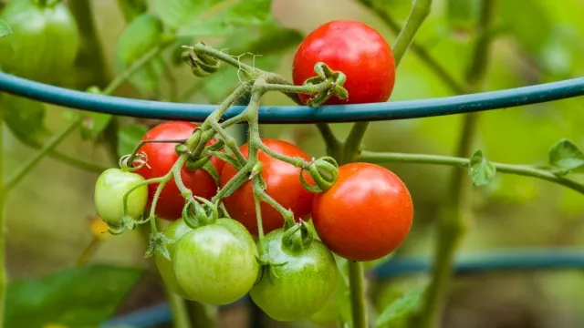 tomatenplant in metalen steun
