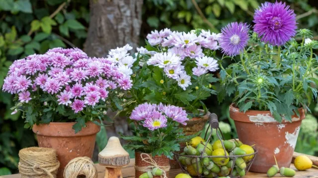 chrysanthemums and asters