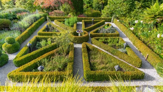 Classic herb garden with boxwood hedges