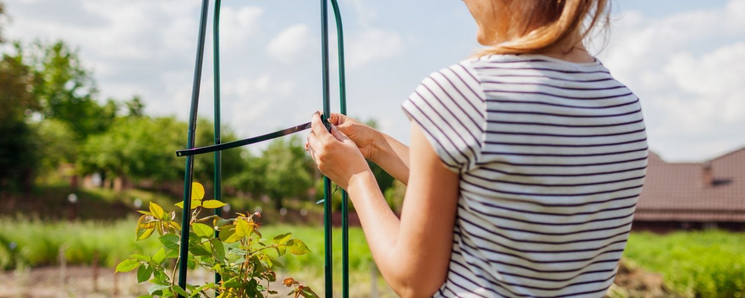 Tips voor plantensteunen