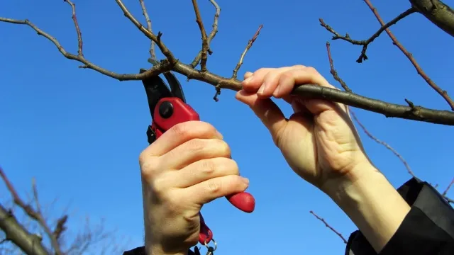 man snoeit fruitboom