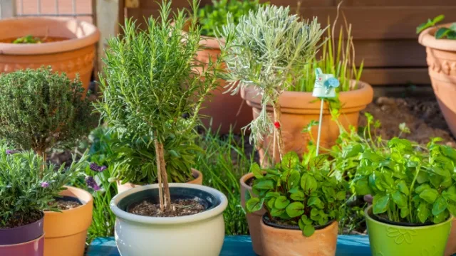 groepje potplanten