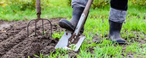 Garden jobs in March