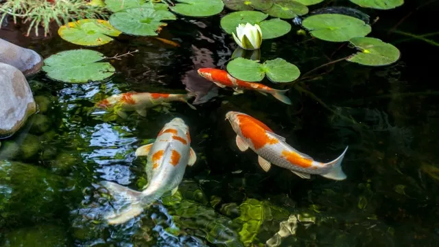 fish in a garden pond