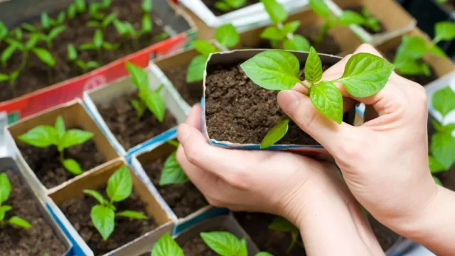 woman planting seedlings