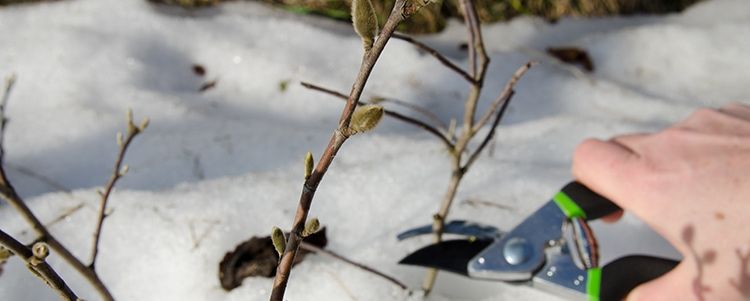 Garden jobs in January