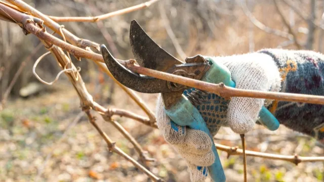 man pruning grape