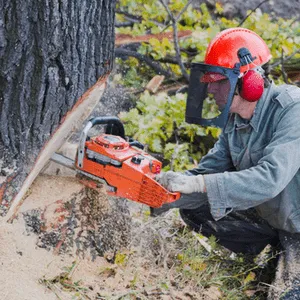 man cuts down big tree