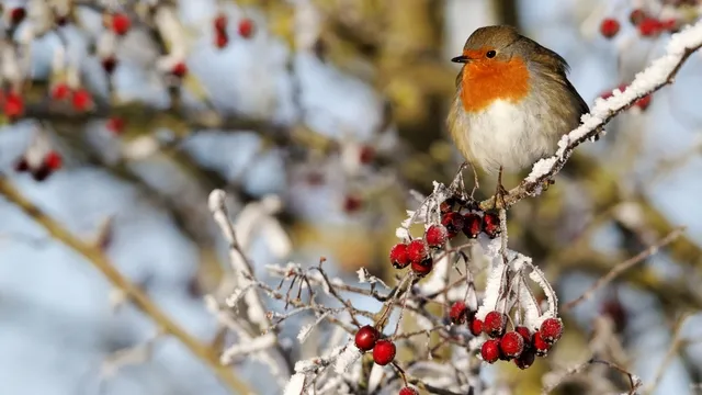 robin on branch with berries