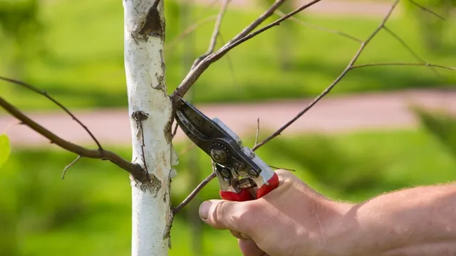 egel onder afgevallen blad