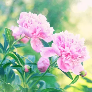 Peonies