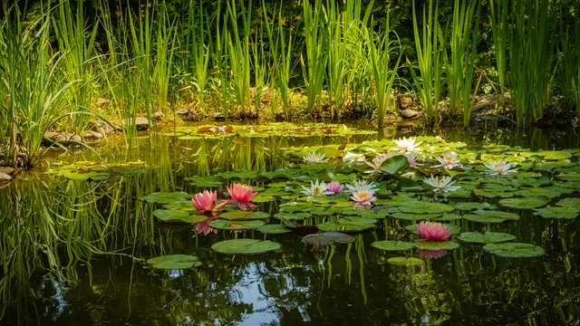 garden pond