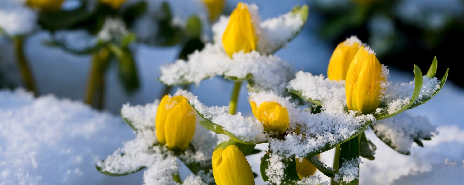 Garden jobs in February