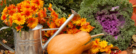 Wat te zaaien en planten in september?