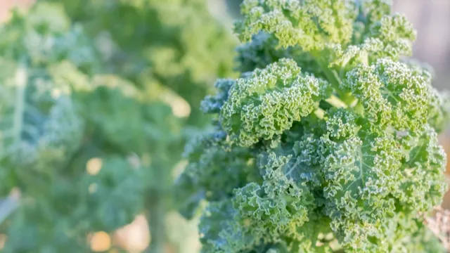 kale at frost