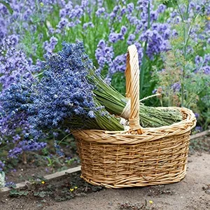 flowering lavender in garden