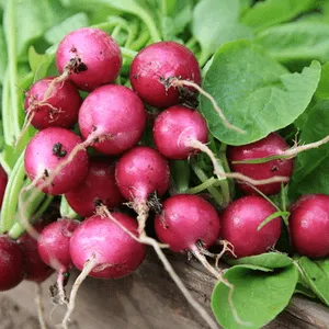Radish