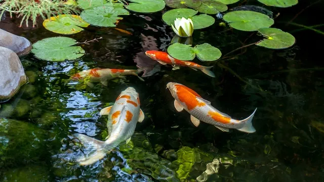 fish in the garden pond