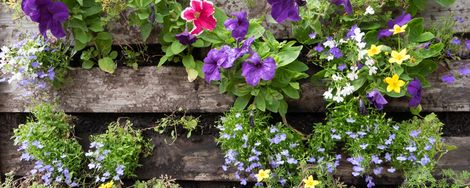 A vertical garden made from a pallet