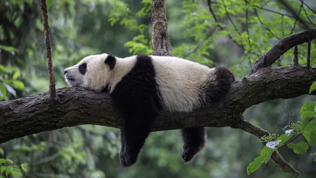 panda sleeping on branch