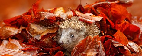Garden tips for October