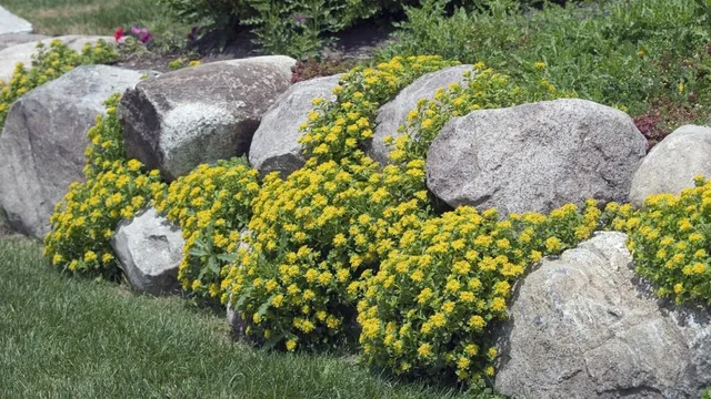rock garden with succulents